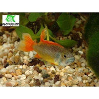 Cichlidka kakadu Orange