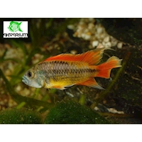 Cichlidka kakadu Orange