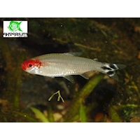 Tetra Bleherova