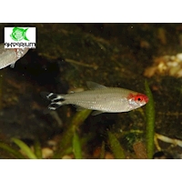 Tetra Bleherova