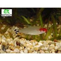 Tetra Bleherova