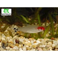 Tetra Bleherova