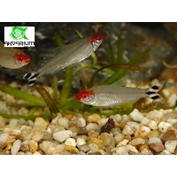 Tetra Bleherova