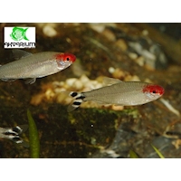 Tetra Bleherova