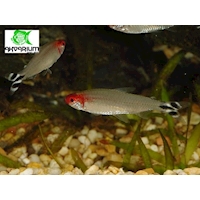 Tetra Bleherova