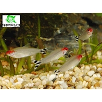 Tetra Bleherova