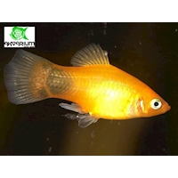 Plata skvrnitá var. Sunset Mickey Mouse