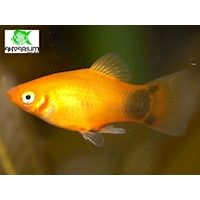 Plata skvrnitá var. Sunset Mickey Mouse