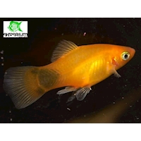 Plata skvrnitá var. Sunset Mickey Mouse