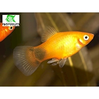 Plata skvrnitá var. Sunset Mickey Mouse