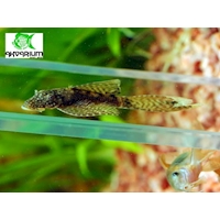 Krunýřovec sp. L. F.