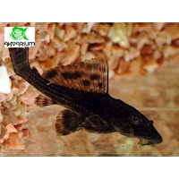 Krunýřovec guyanský