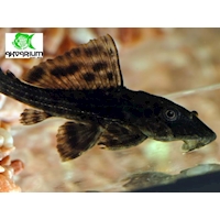 Krunýřovec guyanský