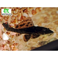 Krunýřovec guyanský