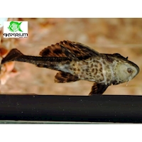 Krunýřovec guyanský