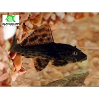 Krunýřovec guyanský