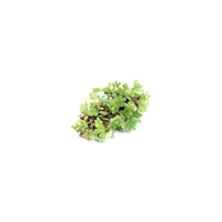 Azolla filiculoides  (VE = 5)