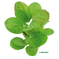 Echinodorus Dschungelstar Nr. 9