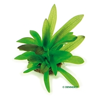 Sagittaria platyphylla