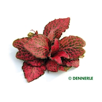 Fittonia verschaffeltii
