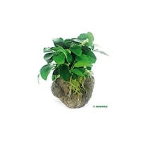 Anubias nana auf Stein