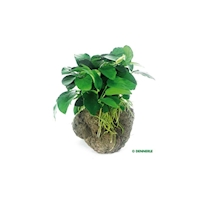 Anubias nana auf Stein