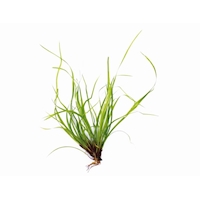 Juncus repens In-Vitro