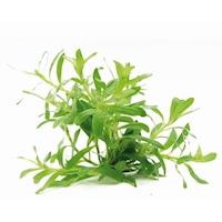 Heteranthera zosterifolia In-Vitro