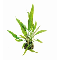 Cryptocoryne usteriana In-Vitro