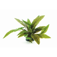 Cryptocoryne x purpurea In-Vitro