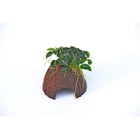 Nano Cave mit Anubias Bonsai *NEU*