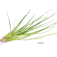 Vallisneria nana