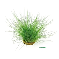 Eleocharis acicularis