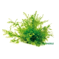 Fontinalis hypnoides