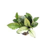 anubias nana pinto