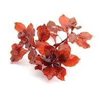 Ludwigia spec. Super Red