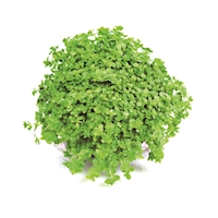 Hemianthus callitri
