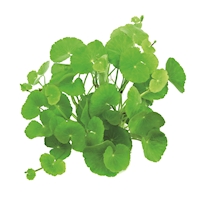 Hydtocotyle leucoce