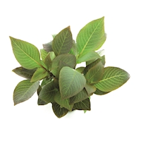 Hygrophila corymbo_kompakt