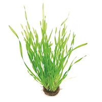 Vallisneria spirali_tortifolia