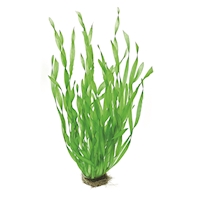 Vallisneria spirali_torta