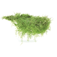 taxiphyllum_barbieri