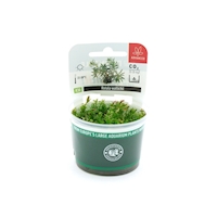 Rotala wallichii In-Vitro