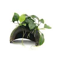 coco-cave-with-anubias-nana