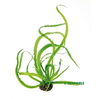 Crinum natans