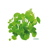 Hydrocotyle leucocephala, XL