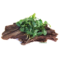 dennerle-anubias-bonsai-on-driftwood-suction-cup