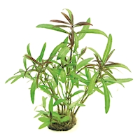 30259 Hygrophila lancea ´Araguaia´ In-Vitro