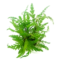 30260 Hygrophila_pinnatifida In-Vitro
