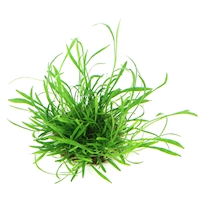30261 Lilaeopsis brasiliensis In-Vitro
